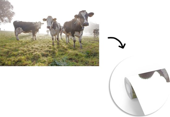 Papier peint vinyle - Un matin brumeux avec les vaches frisonnes dans le pâturage largeur 330 cm x hauteur 220 cm - Tirage photo sur papier peint (disponible en 7 tailles)