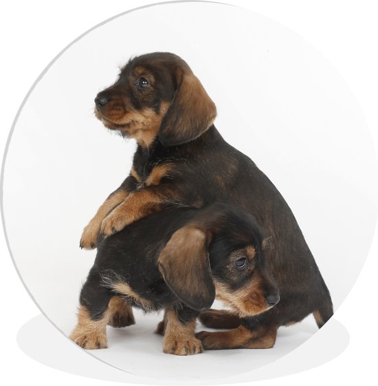 Wall Circle - Wall Circle Indoor - Studio photo de deux adorables teckels - ⌀ 90 cm - Décoration murale - Peintures ronds