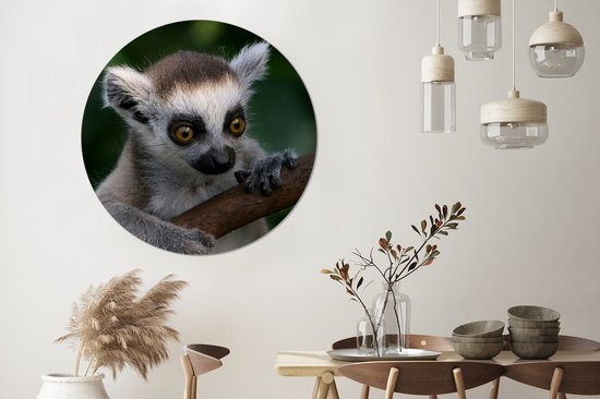 WallCircle - Wall Circle - Wall Circle Indoor - Animal - Branche - Lémurien à queue annelée - 150x150 cm - Décoration murale - Peintures Ronds