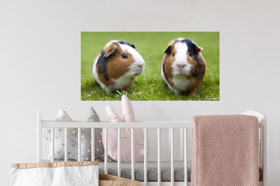 Stickers muraux - Film autocollant - Deux cochons d'Inde - 80x40 cm - Film adhésif - Stickers muraux chambre d'enfant - Papier peint autocollant - Papier peint autocollant - Film autocollant