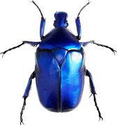 The blue beetle – 75cm x 75cm - Fotokunst op PlexiglasⓇ incl. certificaat & garantie.