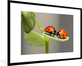 Fotolijst incl. Poster - Twee lieveheersbeestjes op blad - 90x60 cm - Posterlijst