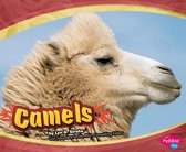 Asian Animals - Camels