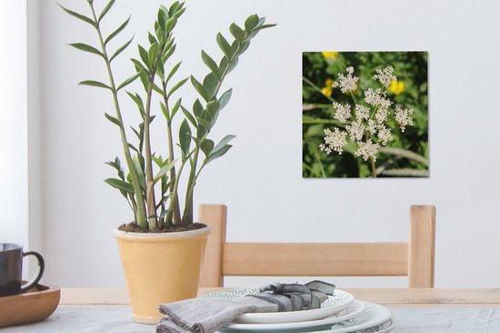 Tableau sur toile Photo d'une fleur de carvi solitaire dans la nature - 20x20 cm - Décoration murale