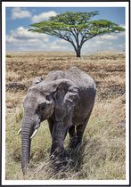 Poster van een olifant op droog gras - 20x30 cm