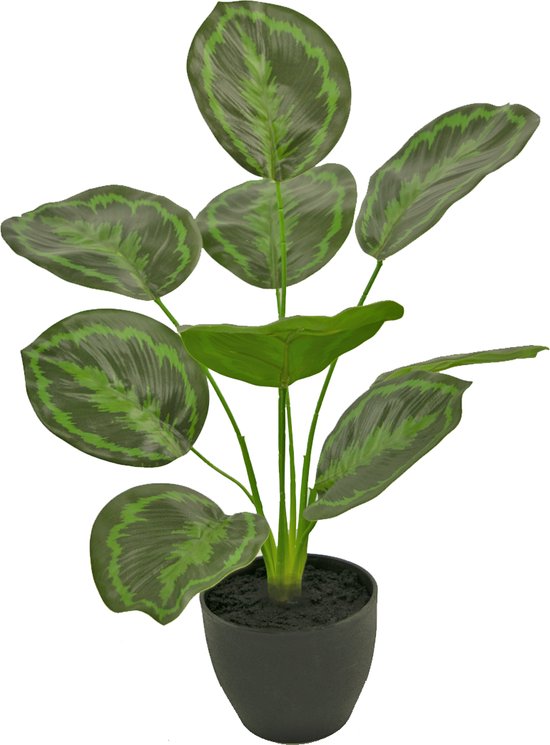 Greenmoods Kunstplanten - Kunstplant - Calathea - Zijde - In zwarte sierpot - 48 cm