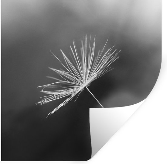 Stickers muraux - Film autocollant - Graine de pissenlit en noir et blanc - 100x100 cm - Film adhésif - Stickers muraux Chambre d'enfant - Papier peint autocollant XXL