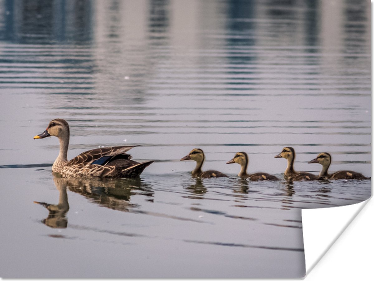 Poster Eend - Water - Vogel - Bruin - 80x60 cm