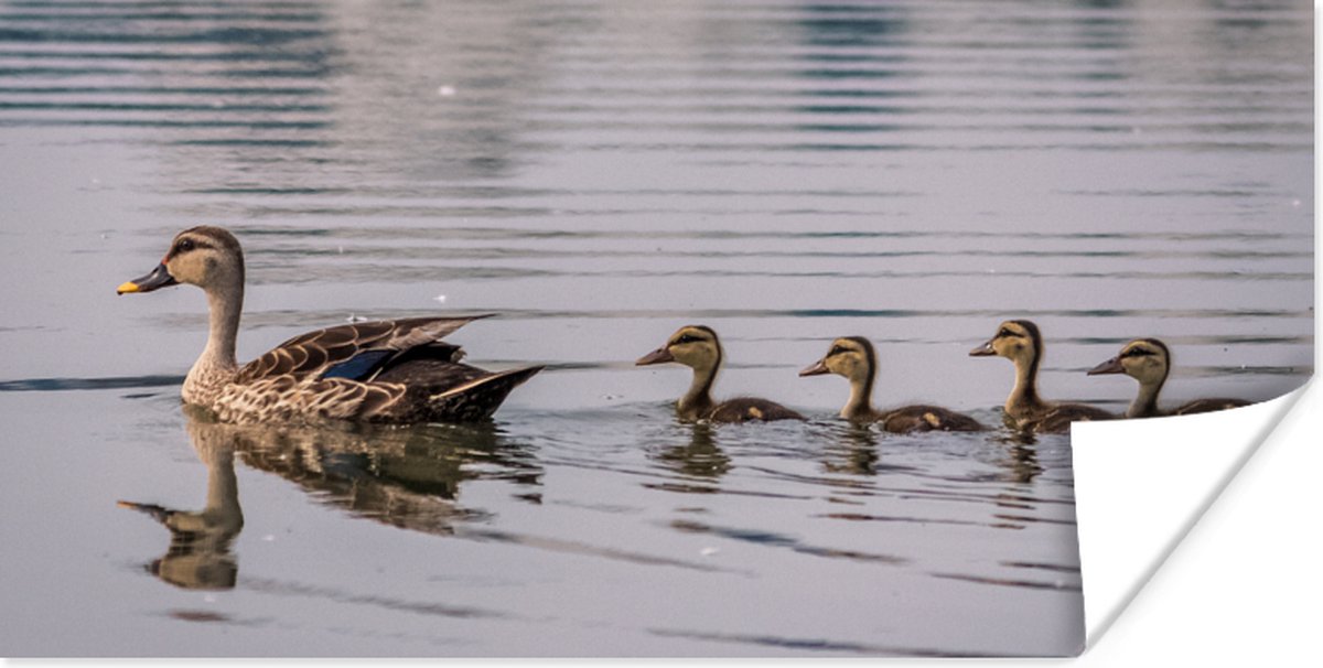 Poster Eend - Water - Vogel - Bruin - 120x60 cm