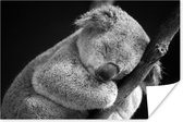 Slapende koala op zwarte achtergrond in zwart-wit poster papier 180x120 cm - Foto print op Poster (wanddecoratie woonkamer / slaapkamer) / Close-Up Poster XXL / Groot formaat!