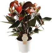 Groene plant – Flamingoplant (Anthurium Rainbow) – Hoogte: 50 cm – van Botanicly