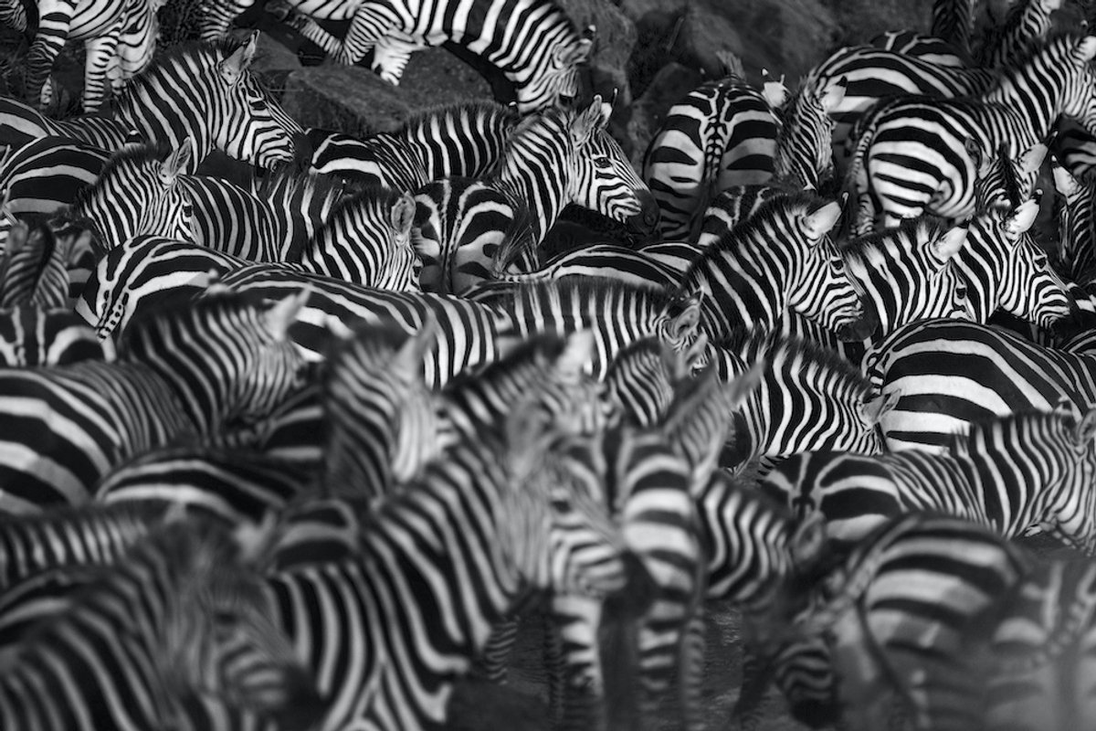 karo-art Schilderij - Zebra kudde, 2 maten, Premium print Multikleur
