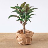 NatureNest - Planten Terrarium Pakket - Jungle 5 - Coffea, Varen, Palm, 2x Fittonia - Navulling & Startpakket - 5 Stuks - cm