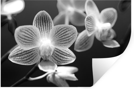 Muurstickers - Sticker Folie - Orchidee bloem - zwart wit - 30x20 cm - Plakfolie - Muurstickers Kinderkamer - Zelfklevend Behang - Zelfklevend behangpapier - Stickerfolie