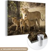 MuchoWow® Glasschilderij 150x100 cm - Schilderij acrylglas - Leeuwen op de savanne - Foto op glas - Schilderijen