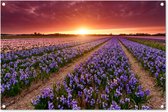 Tuinposters buiten Hyacinten in Nederlands landschap - 90x60 cm - Tuindoek - Buitenposter