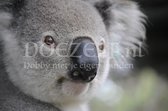 Diamond Painting Trotse koala 20x30cm. (Volledige bedekking - Ronde steentjes) diamondpainting inclusief tools