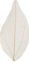 Skeleton Leaves - Skeletbladeren - Dunne Geperste Bladeren - Decoratie - Naturel Lichtbruin - Lengte: 6-8 cm - 20 stuks