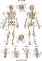 Uitgelezene bol.com | Anatomie poster Skelet menselijk lichaam - MediPreventie AY-64