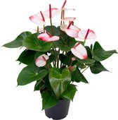 Anthurium 'Hotlips' -  Flamingoplant roze  ↑ 55-60cm - Ø 17cm