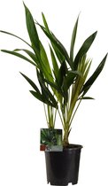 Howea Forsteriana Kentiapalm - ↑ 40-50cm - Ø 13cm