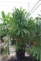 Licuala spinosa - Mangrove Fan Palm 315-325cm