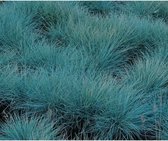 Festuca glauca 'Intense Blue' - Blauw Siergras 10-20cm - Kleiner formaat