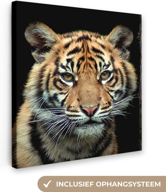 Sumatran Tiger Cub Canvas 120x180 cm - Tirage photo sur toile (Décoration murale salon / chambre) / Animaux Peintures sur toile XXL / Grand format!