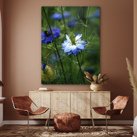 MuchoWow® Peinture sur verre 120x160 cm - Peinture sur verre acrylique - Une fleur de nigelle parmi les plantes - Photo sur verre - Peintures