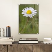 MuchoWow® Glasschilderij 20x30 cm - Schilderij glas - Madelief in het gras - Foto op acrylglas - Schilderijen