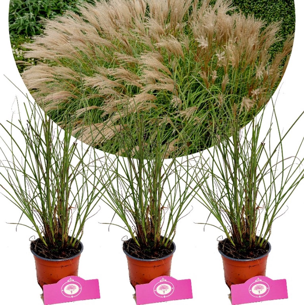 Set van 3 Prachtriet - Miscanthus sinensis 'Gracillimus' - Hoogte 30-40cm - 12cm pot