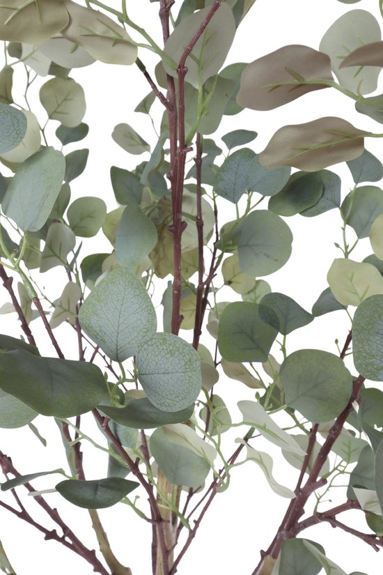 Details Van Een Eucalyptusboom De Boomstam is Vlot Met Donkerdere of