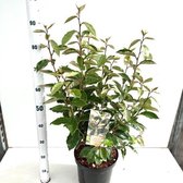 Elaeagnus ebbingei C7.5 50-60 cm - Bloeiende plant - Geschikt voor tuinen aan zee - Grootbladig - Vruchtdragend - Wintergroen
