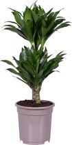 Plant in a Box - Dracaena deremensis 'Compacta' - Drakenboom - Kamerplant - ⌀ 17 cm - Hoogte 60 tot 70cm