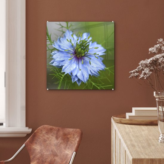 Une nigelle bleu clair en fleur Plexiglas 50x50 cm - Tirage photo sur Glas (décoration murale plexiglas)
