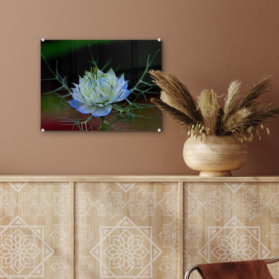 Gros plan d'une nigelle bleu vif Plexiglas 40x30 cm - petit - Tirage photo sur Glas (décoration murale plexiglas)