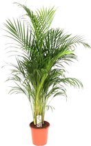 Trendyplants - Areca palm - Goudpalm - Kamerplant - Hoogte 170-190 cm - Potmaat Ø24cm