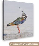 Canvas - Schilderij dieren - Vogel - Kievit - Veren - Regenboog - Zand - Schilderijen op canvas - Canvasdoek - 90x90 cm - Wanddecoratie - Woonkamer