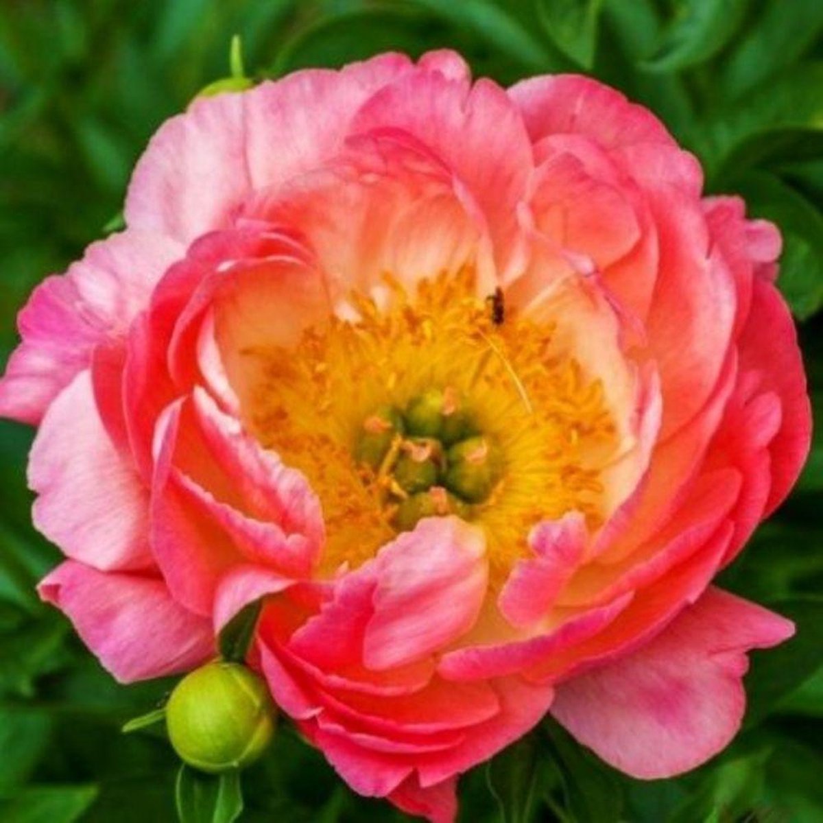 Dutch Bulbs Pioenroos - Coral Passion - Tuinplant - 1 stuk - Roze - Buitenplanten Winterhard