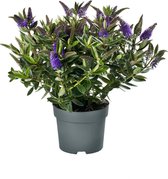Addenda® Hebe Donna blauw/paars