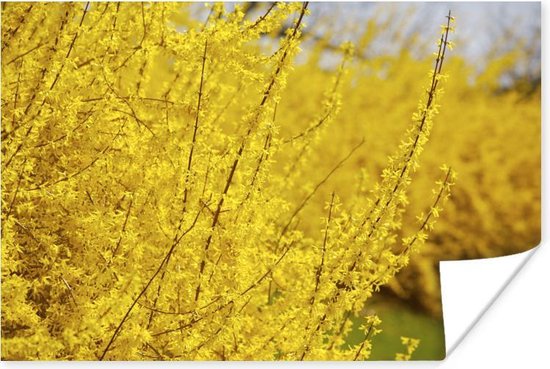 Forsythia struik met veel gele bloemen Poster 60x40 cm - Foto print op  Poster /... | bol