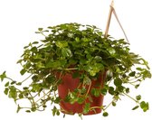 Pilea depressa Sao Paulo
