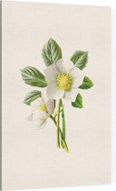 Nieskruid (Hellebore) - Foto op Canvas - 100 x 150 cm