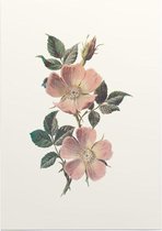 Roos (Rose) - Foto op Posterpapier - 42 x 59.4 cm (A2)