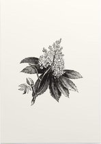 Paardenkastanje zwart-wit (Horse Chestnut Flower) - Foto op Posterpapier - 42 x 59.4 cm (A2)