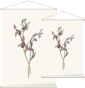 Bijenorchis (Bee Orchis) - Foto op Textielposter - 40 x 60 cm