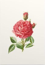 Tuinroos (Garden Rose) - Foto op Posterpapier - 29.7 x 42 cm (A3)