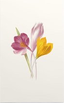 Krokus (Crocus) - Foto op Forex - 40 x 60 cm