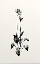Parnassia zwart-wit (Grass of Parnassus) - Foto op Forex - 100 x 150 cm