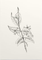 Kardinaalsmuts zwart-wit Schets (Spindle Tree) - Foto op Posterpapier - 50 x 70 cm (B2)